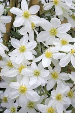 Avalanche Evergreen Clematis - 2 Gallon Pot -Healthy Plant Shop Clematis Avalanche 10