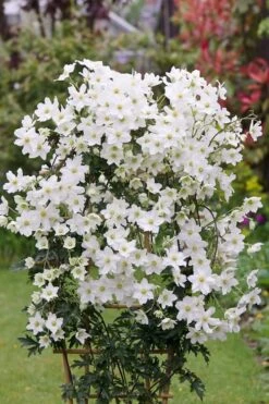 Avalanche Evergreen Clematis - 2 Gallon Pot -Healthy Plant Shop Clematis Avalanche 5