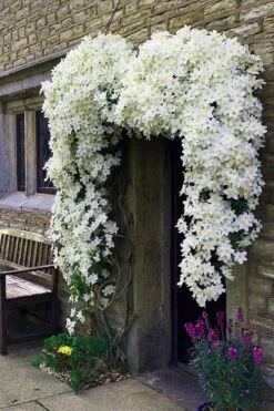 Avalanche Evergreen Clematis - 2 Gallon Pot -Healthy Plant Shop Clematis Avalanche 7