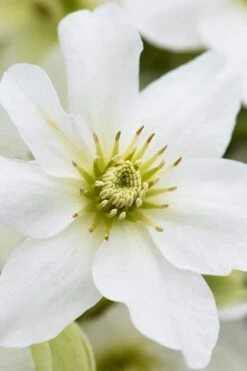 Avalanche Evergreen Clematis - 2 Gallon Pot -Healthy Plant Shop Clematis Avalanche 8