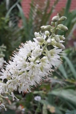 Hummingbird Summersweet Clethra - 3 Gallon Pot 9 Hummingbird Summersweet Clethra - 3 Gallon Pot -Healthy Plant Shop Clethra Hummingbird 20