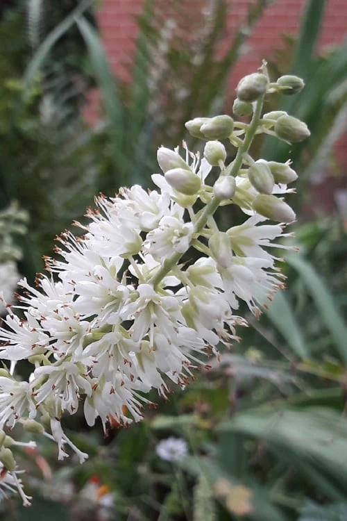 Hummingbird Summersweet Clethra - 3 Gallon Pot 4 Hummingbird Summersweet Clethra - 3 Gallon Pot - Image 4