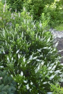 Hummingbird Summersweet Clethra - 3 Gallon Pot 11 Hummingbird Summersweet Clethra - 3 Gallon Pot -Healthy Plant Shop Clethra Hummingbird 21