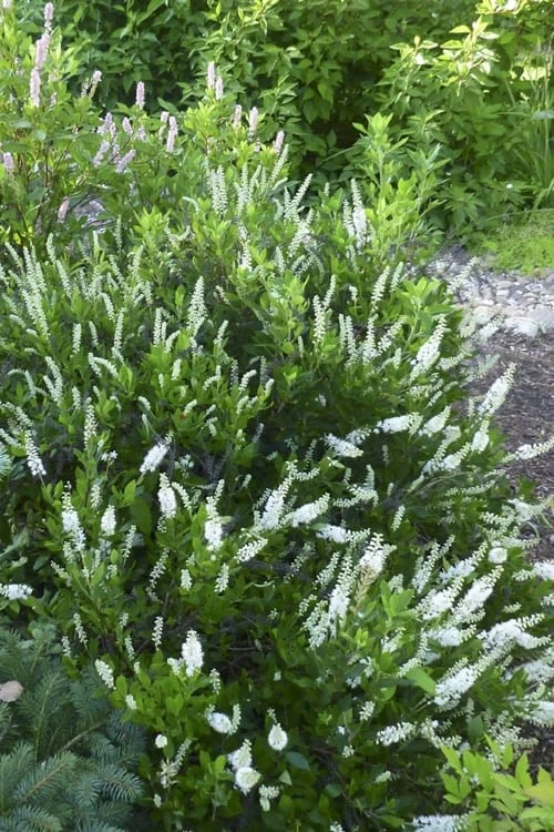 Hummingbird Summersweet Clethra - 3 Gallon Pot 6 Hummingbird Summersweet Clethra - 3 Gallon Pot - Image 6