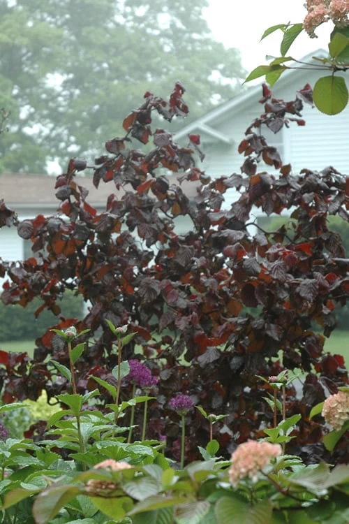 Red Dragon Contorted Filbert - Corylus Avellena - 3 Gallon Pot 1 Red Dragon Contorted Filbert - Corylus Avellena - 3 Gallon Pot