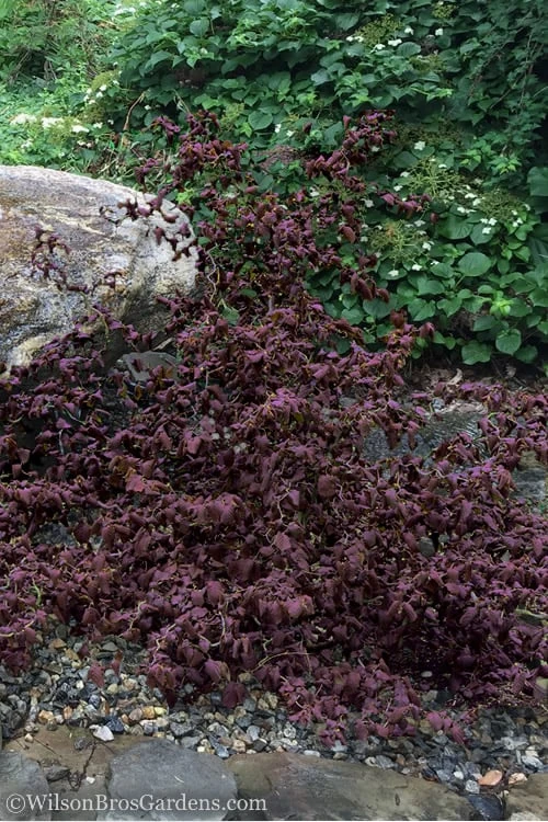 Red Dragon Contorted Filbert - Corylus Avellena - 3 Gallon Pot 3 Red Dragon Contorted Filbert - Corylus Avellena - 3 Gallon Pot - Image 3