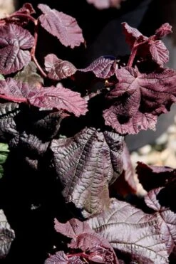 Red Dragon Contorted Filbert - Corylus Avellena - 3 Gallon Pot 9 Red Dragon Contorted Filbert - Corylus Avellena - 3 Gallon Pot -Healthy Plant Shop Contorted Filbert Red Dragon 8
