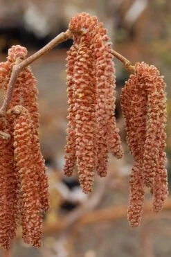 Red Dragon Contorted Filbert - Corylus Avellena - 3 Gallon Pot 11 Red Dragon Contorted Filbert - Corylus Avellena - 3 Gallon Pot -Healthy Plant Shop Contorted Filbert Red Dragon 9
