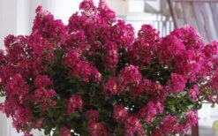 Berry Dazzle Dwarf Crape Myrtle (Single-Trunk Topiary) - 7 Gallon Pot 10 Berry Dazzle Dwarf Crape Myrtle (Single-Trunk Topiary) - 7 Gallon Pot -Healthy Plant Shop Crape Myrtle Berry Dazzle 3