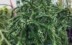 Rasen Sugi Cryptomeria Japanese Cedar - 1 Gallon Pot -Healthy Plant Shop Cryptomeria Rasen Sugi 3