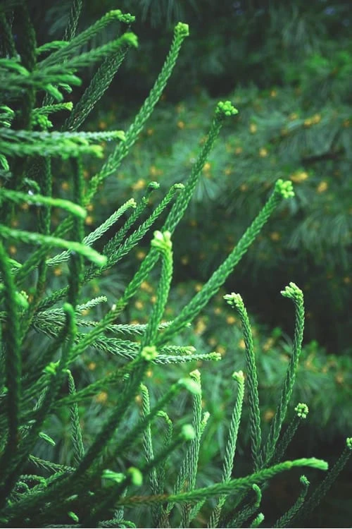 Snake Branch Japanese Cedar - Cryptomeria Japonica 'Araucarioides' - 1 Gallon Pot 1 Snake Branch Japanese Cedar - Cryptomeria Japonica 'Araucarioides' - 1 Gallon Pot