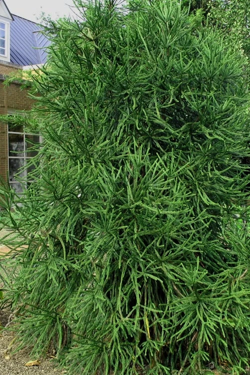 Snake Branch Japanese Cedar - Cryptomeria Japonica 'Araucarioides' - 1 Gallon Pot 6 Snake Branch Japanese Cedar - Cryptomeria Japonica 'Araucarioides' - 1 Gallon Pot - Image 6
