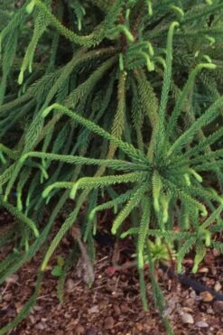 Snake Branch Japanese Cedar - Cryptomeria Japonica 'Araucarioides' - 3 Gallon Pot -Healthy Plant Shop Cryptomeria Snake Branch 3 1