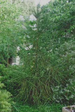 Snake Branch Japanese Cedar - Cryptomeria Japonica 'Araucarioides' - 3 Gallon Pot -Healthy Plant Shop Cryptomeria Snake Branch 7 1