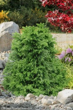 Tansu Dwarf Cryptomeria - Japanese Cedar - 3 Gallon 8 Tansu Dwarf Cryptomeria - Japanese Cedar - 3 Gallon -Healthy Plant Shop Cryptomeria Tansu 1