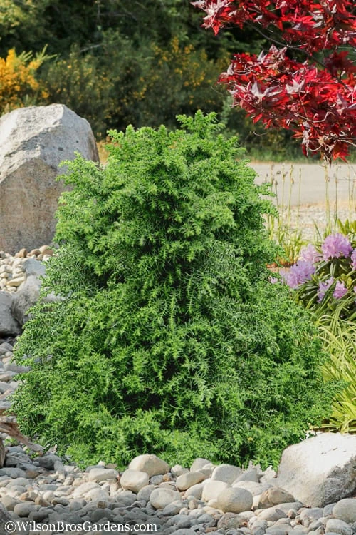 Tansu Dwarf Cryptomeria - Japanese Cedar - 3 Gallon 4 Tansu Dwarf Cryptomeria - Japanese Cedar - 3 Gallon - Image 4