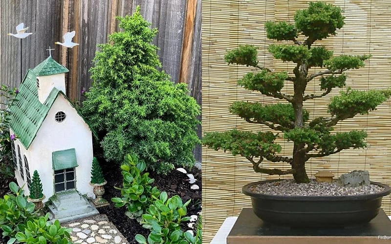 Tansu Dwarf Cryptomeria - Japanese Cedar - 3 Gallon 5 Tansu Dwarf Cryptomeria - Japanese Cedar - 3 Gallon - Image 5