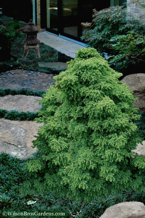 Tansu Dwarf Cryptomeria - Japanese Cedar - 3 Gallon 1 Tansu Dwarf Cryptomeria - Japanese Cedar - 3 Gallon