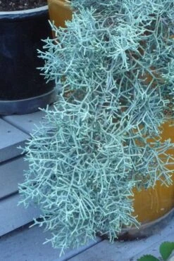 Blue Ice Arizona Cypress - 7 Gallon Pot (5-6') 11 Blue Ice Arizona Cypress - 7 Gallon Pot (5-6') -Healthy Plant Shop Cypress Blue Ice 10