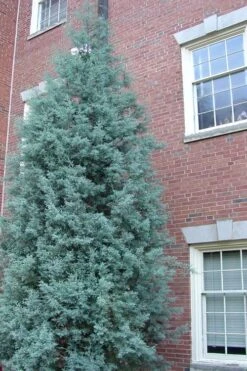 Blue Ice Arizona Cypress - 7 Gallon Pot (5-6') 13 Blue Ice Arizona Cypress - 7 Gallon Pot (5-6') -Healthy Plant Shop Cypress Blue Ice Rev 500x750 1