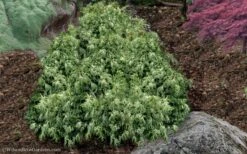 Marie's White Dwarf Hinoki Cypress - Chamaecyparis Obtusa 'Mariesii - 5 Gallon Pot 12 Marie's White Dwarf Hinoki Cypress - Chamaecyparis Obtusa 'Mariesii - 5 Gallon Pot -Healthy Plant Shop Cypress Hinoki Mariessii 11 1