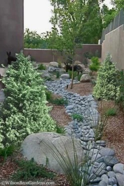 Marie's White Dwarf Hinoki Cypress - Chamaecyparis Obtusa 'Mariesii - 5 Gallon Pot 13 Marie's White Dwarf Hinoki Cypress - Chamaecyparis Obtusa 'Mariesii - 5 Gallon Pot -Healthy Plant Shop Cypress Hinoki Mariessii 12 1