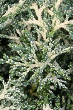 Marie's White Dwarf Hinoki Cypress - Chamaecyparis Obtusa 'Mariesii - 1 Gallon Pot -Healthy Plant Shop Cypress Hinoki Mariessii 5