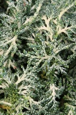 Marie's White Dwarf Hinoki Cypress - Chamaecyparis Obtusa 'Mariesii - 1 Gallon Pot -Healthy Plant Shop Cypress Hinoki Mariessii 6