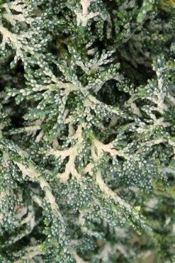 Marie's White Dwarf Hinoki Cypress - Chamaecyparis Obtusa 'Mariesii - 1 Gallon Pot -Healthy Plant Shop Cypress Hinoki Mariessii 7