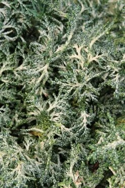 Marie's White Dwarf Hinoki Cypress - Chamaecyparis Obtusa 'Mariesii - 1 Gallon Pot -Healthy Plant Shop Cypress Hinoki Mariessii 8