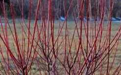 Variegated Dappled Willow Bush (Salix Integra 'Hakuro Nishiki') - 6 Pack Of 1 Gallon Pots 11 Variegated Dappled Willow Bush (Salix Integra 'Hakuro Nishiki') - 6 Pack Of 1 Gallon Pots -Healthy Plant Shop Dappled Willow Tree Stems 3