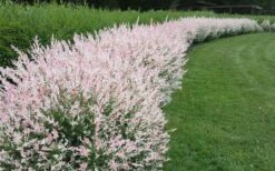 Variegated Dappled Willow Bush - Salix Integra 'Hakuro Nishiki' - 1 Gallon Pot 10 Variegated Dappled Willow Bush - Salix Integra 'Hakuro Nishiki' - 1 Gallon Pot -Healthy Plant Shop Dappled Willow Variegated Shrub 5