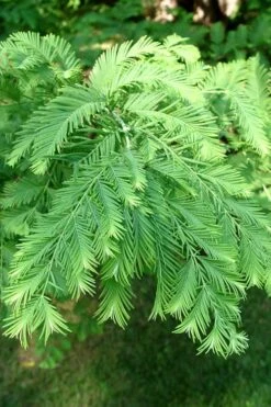 Miss Grace Weeping Dawn Redwood Tree (Metasequoia) - 3 Gallon Pot 9 Miss Grace Weeping Dawn Redwood Tree (Metasequoia) - 3 Gallon Pot -Healthy Plant Shop Dawn Redwood 3