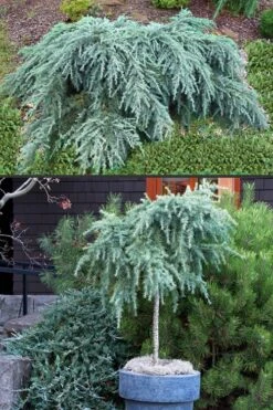 Feelin Blue Deodar Cedar (Single Trunk Tree Form) - 2 Gallon Pot -Healthy Plant Shop Deodar Cedar Feelin Blue 500x750 1