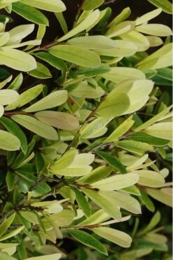 Spring Frost Distylium - 3 Gallon Pot -Healthy Plant Shop Distylium Spring Frost 5
