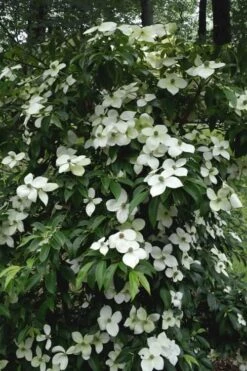 Empress Of China Dogwood - 5 Gallon Pot -Healthy Plant Shop Dogwood Empress Of China 35