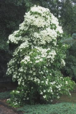 Empress Of China Dogwood - 5 Gallon Pot -Healthy Plant Shop Dogwood Empress Of China 51