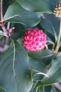 Empress Of China Dogwood - 5 Gallon Pot -Healthy Plant Shop Dogwood Empress of China 31