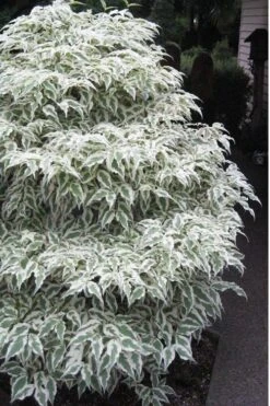 Summer Fun Variegated Dogwood - Cornus Kousa - 5 Gallon Pot (3-4') -Healthy Plant Shop Dogwood Summer Fun 1