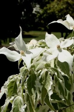 Summer Fun Variegated Dogwood - Cornus Kousa - 5 Gallon Pot (3-4') -Healthy Plant Shop Dogwood Summer Fun 4