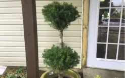 Poodle Tier Dwarf Alberta Spruce 3 Ball Topiary (3-Ball) - 3 Gallon Pot -Healthy Plant Shop Dwarf Alberta Spruce Poodle Tier
