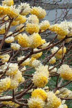 Winter Gold Edgeworthia Chrysantha - Paper Bush - 3 Gallon Pot -Healthy Plant Shop Edgeworthia 4 500x700 1