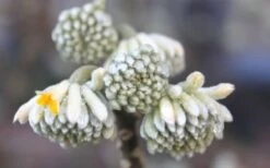 Winter Gold Edgeworthia Chrysantha - Paper Bush - 3 Gallon Pot -Healthy Plant Shop Edgeworthia Flower Buds