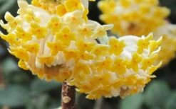 Winter Gold Edgeworthia Chrysantha - Paper Bush - 3 Gallon Pot -Healthy Plant Shop Edgeworthia Paper Bush