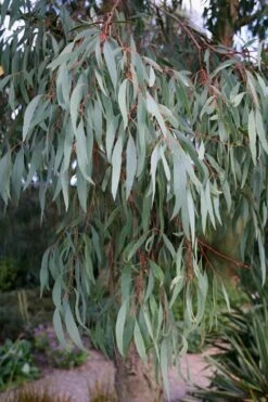 Angus Cold Hardy Eucalyptus Tree (Eucalyptus Nicholii) - Quart Pot -Healthy Plant Shop Eucalyptus Angus 15