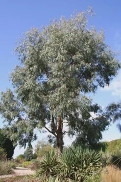 Angus Cold Hardy Eucalyptus Tree (Eucalyptus Nicholii) - 3 Gallon Pot 14 Angus Cold Hardy Eucalyptus Tree (Eucalyptus Nicholii) - 3 Gallon Pot -Healthy Plant Shop Eucalyptus Angus 16 2