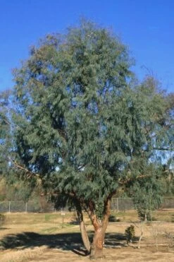 Angus Cold Hardy Eucalyptus Tree (Eucalyptus Nicholii) - 3 Gallon Pot 11 Angus Cold Hardy Eucalyptus Tree (Eucalyptus Nicholii) - 3 Gallon Pot -Healthy Plant Shop Eucalyptus Angus 17 2