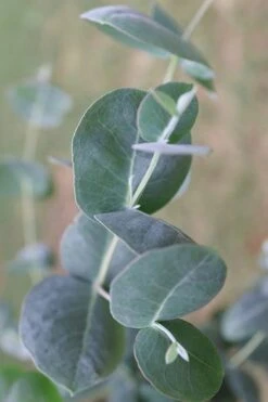 Big O Cold Hardy Eucalyptus Tree (Eucalyptus Neglecta) - 5 Gallon Pot (5-6') -Healthy Plant Shop Eucalyptus Big O 3 500x750 2