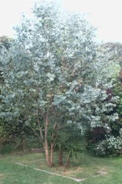 Big O Cold Hardy Eucalyptus Tree (Eucalyptus Neglecta) - 1 Gallon Pot -Healthy Plant Shop Eucalyptus Big O 5 500x750 3
