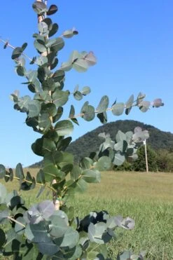 Big O Cold Hardy Eucalyptus Tree (Eucalyptus Neglecta) - 1 Gallon Pot -Healthy Plant Shop Eucalyptus Big O Cold 2 500x750 3